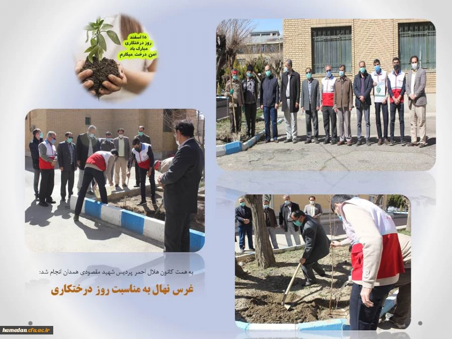 غرس یک اصله نهال میوه در محوطه پردیس شهید مقصودی همدان 2