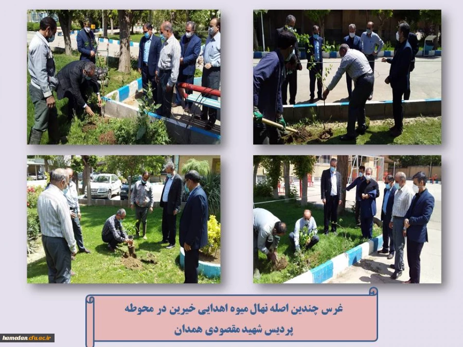 غرس نهال میوه در محوطه پردیس شهید مقصودی همدان 2